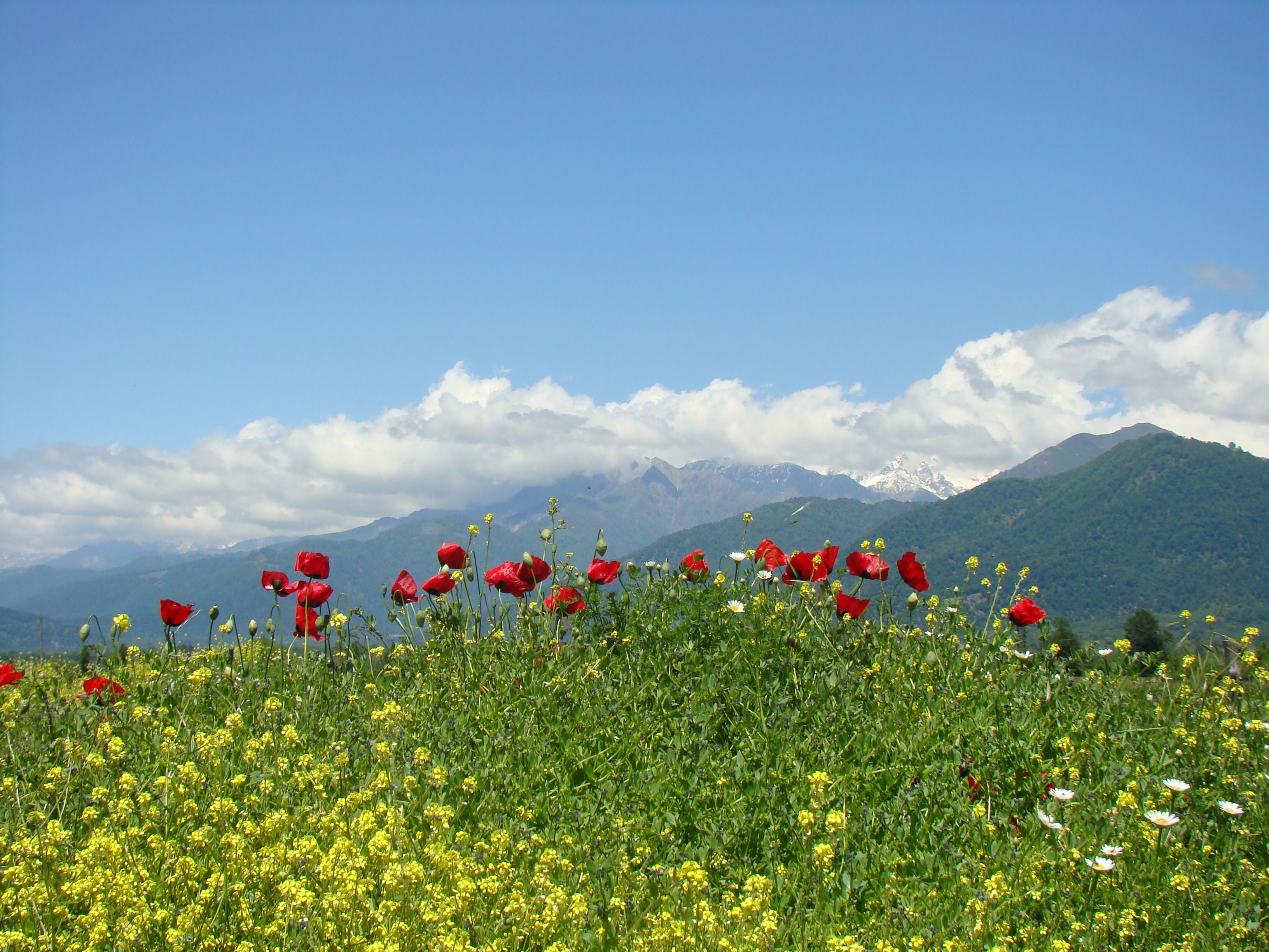 Vibrant Wildflower Field with Majestic Mountain Backdrop · Free Stock Photo