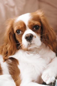 Charming Cavalier King Charles Spaniel relaxing indoors with a warm and fluffy appearance.