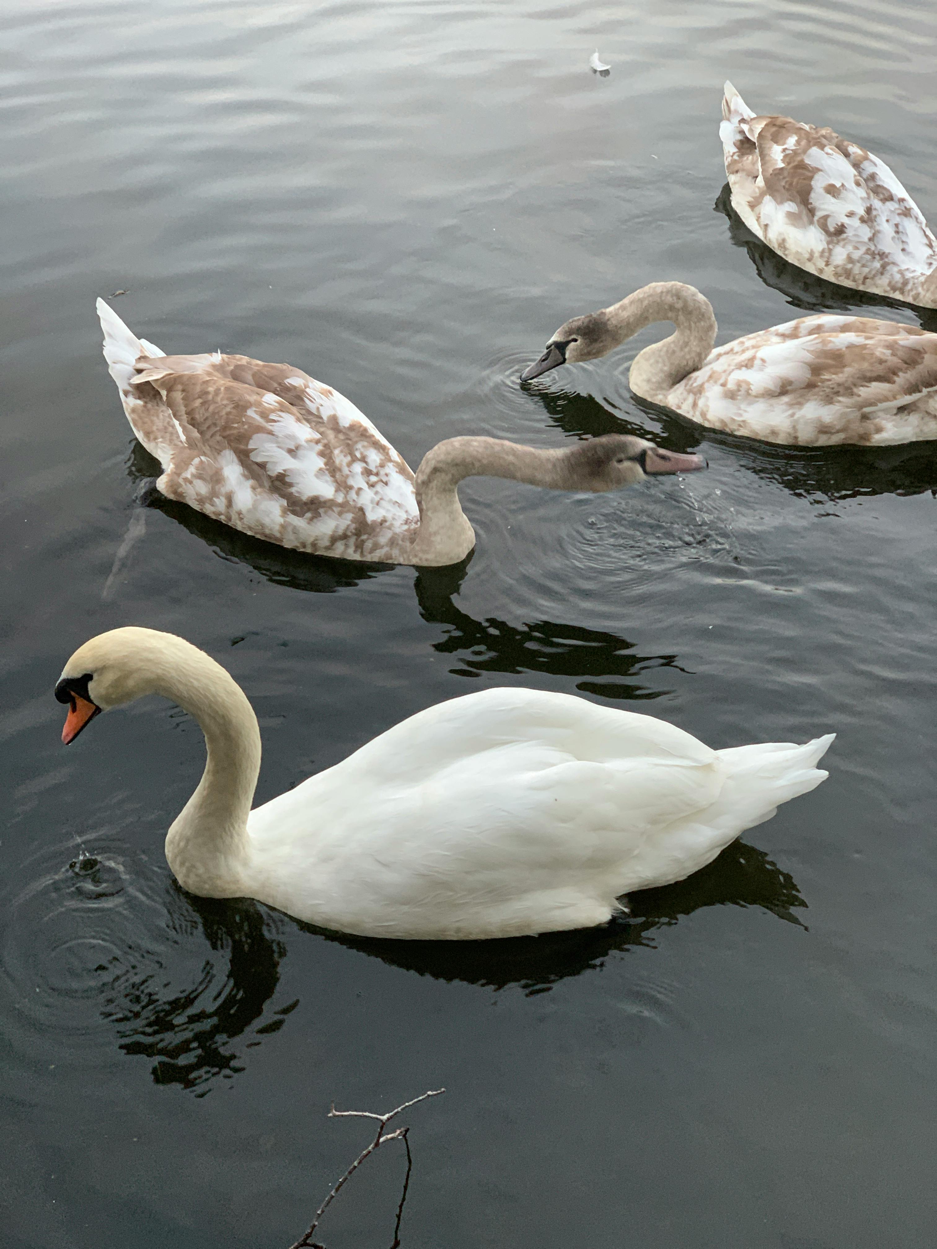 Beautiful scene of a swan family gliding gracefully on a serene lake.