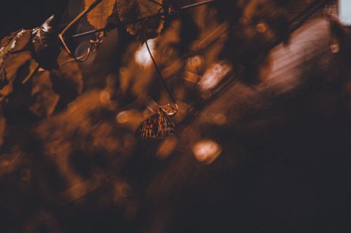 Free Close-up of a butterfly on autumn leaves with a vintage feel. Captured in Rio de Janeiro. Stock Photo