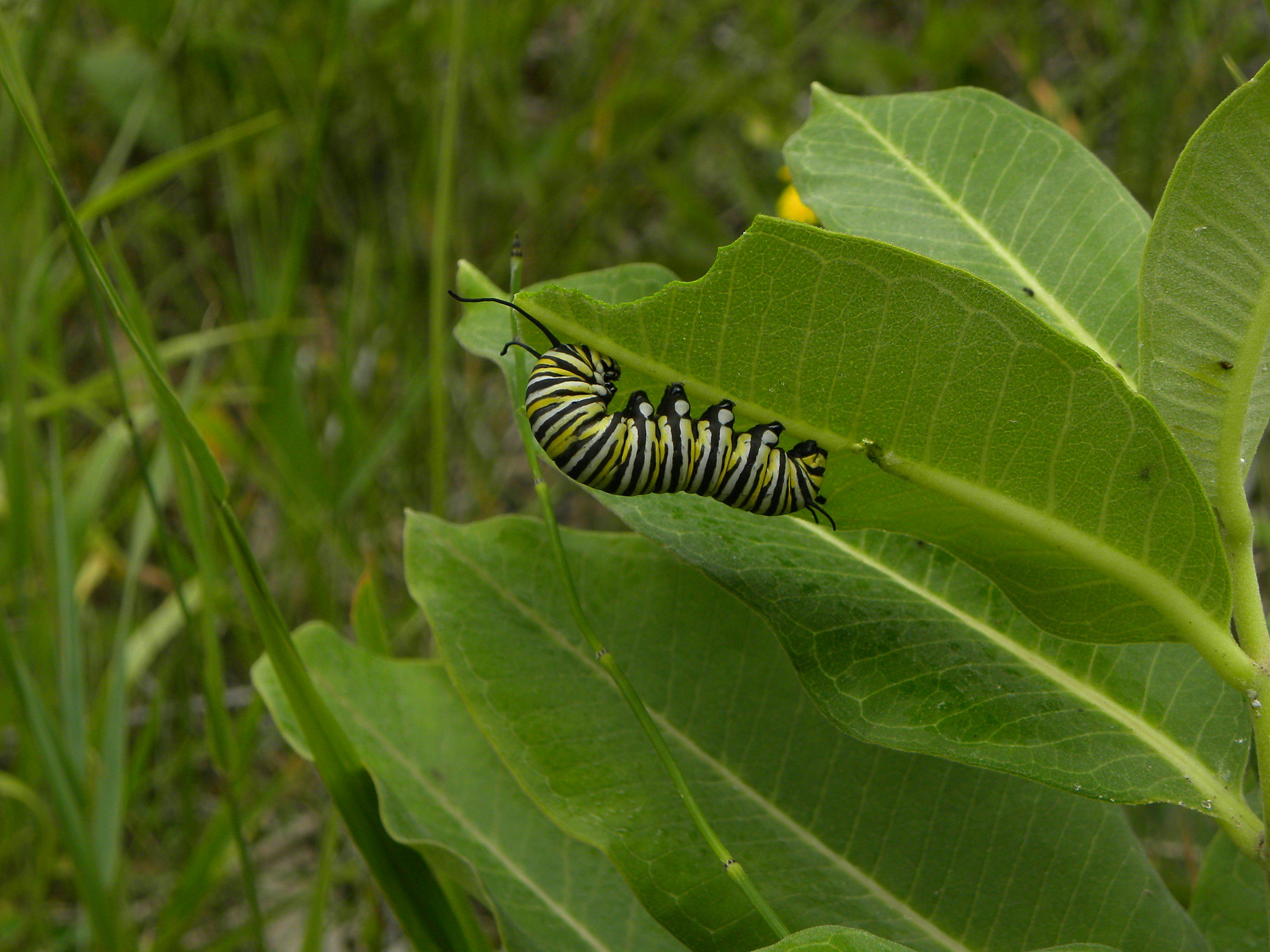Danaus plexippus: Ciclo Vital, Polinización y Bioindicación Ecológica