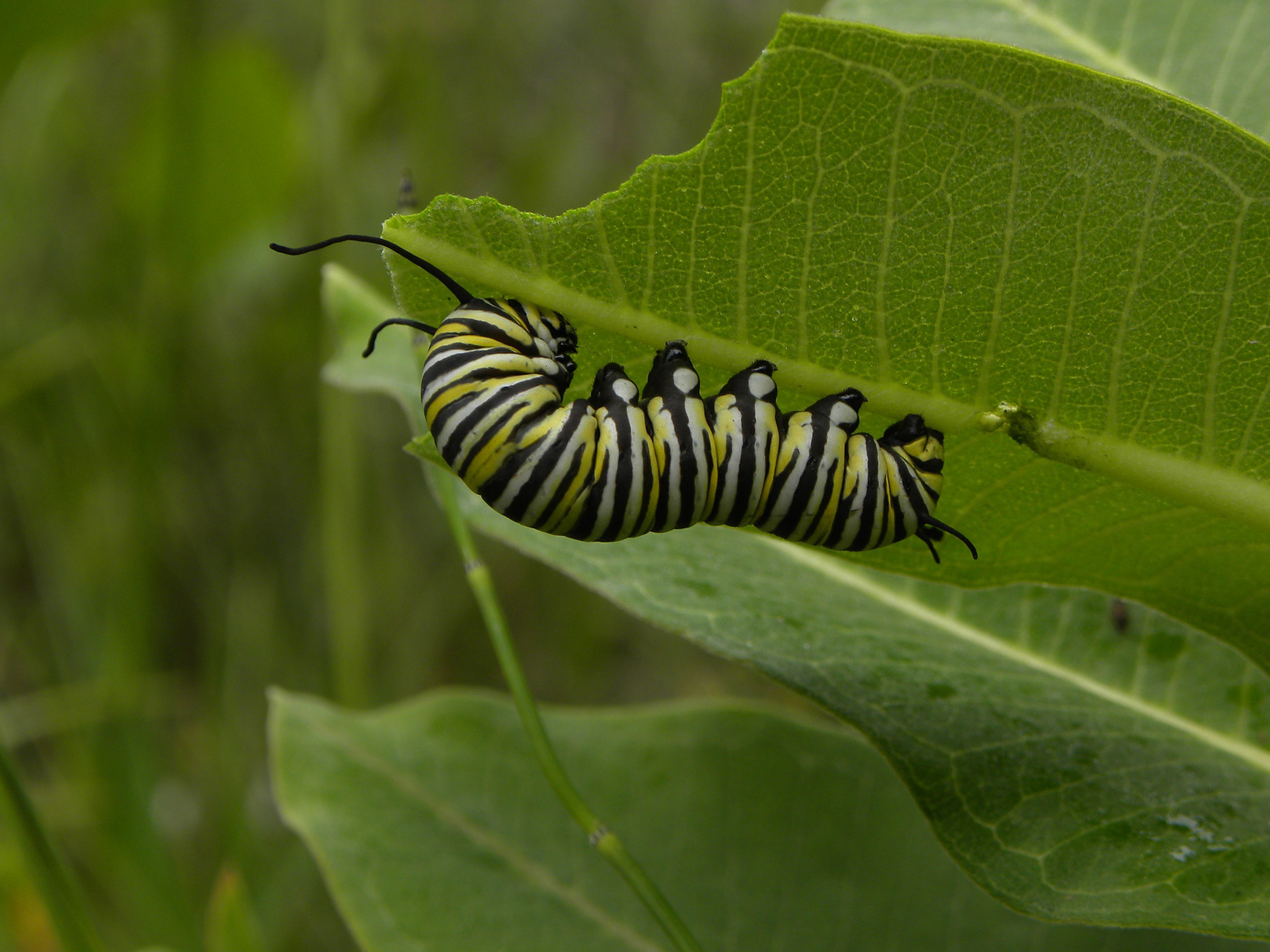 Insect Metamorphosis Photos Download The Best Free Insect
