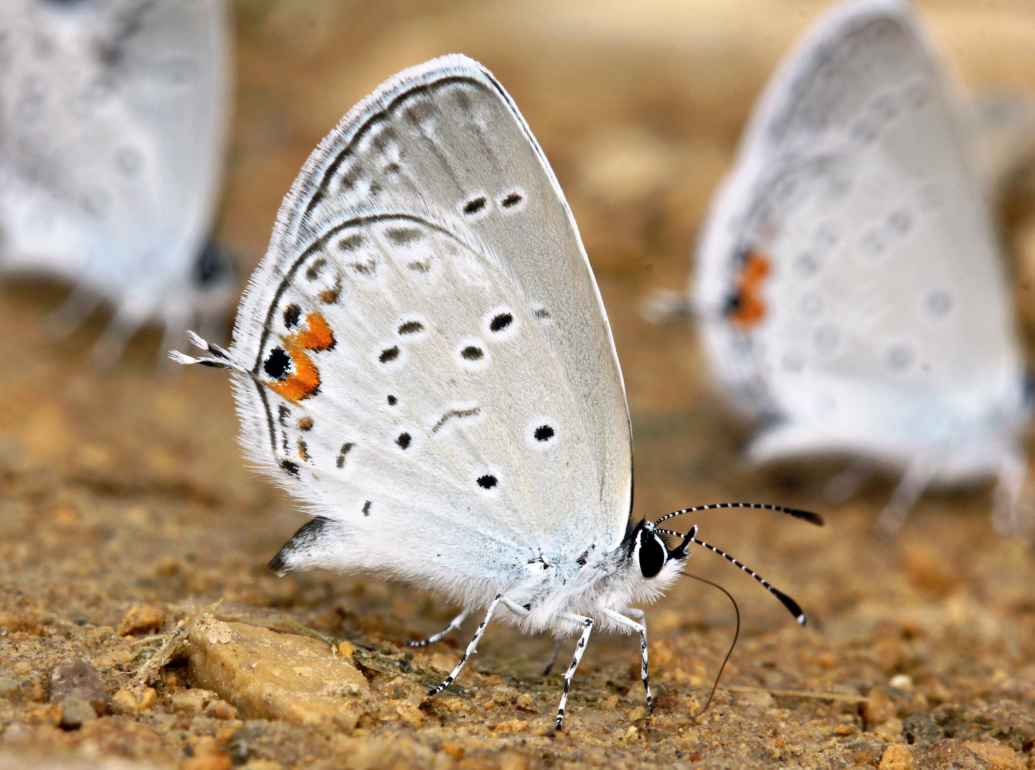 Eastern Tailed-Blue butterfly resting on soil, displaying delicate blue and orange markings.