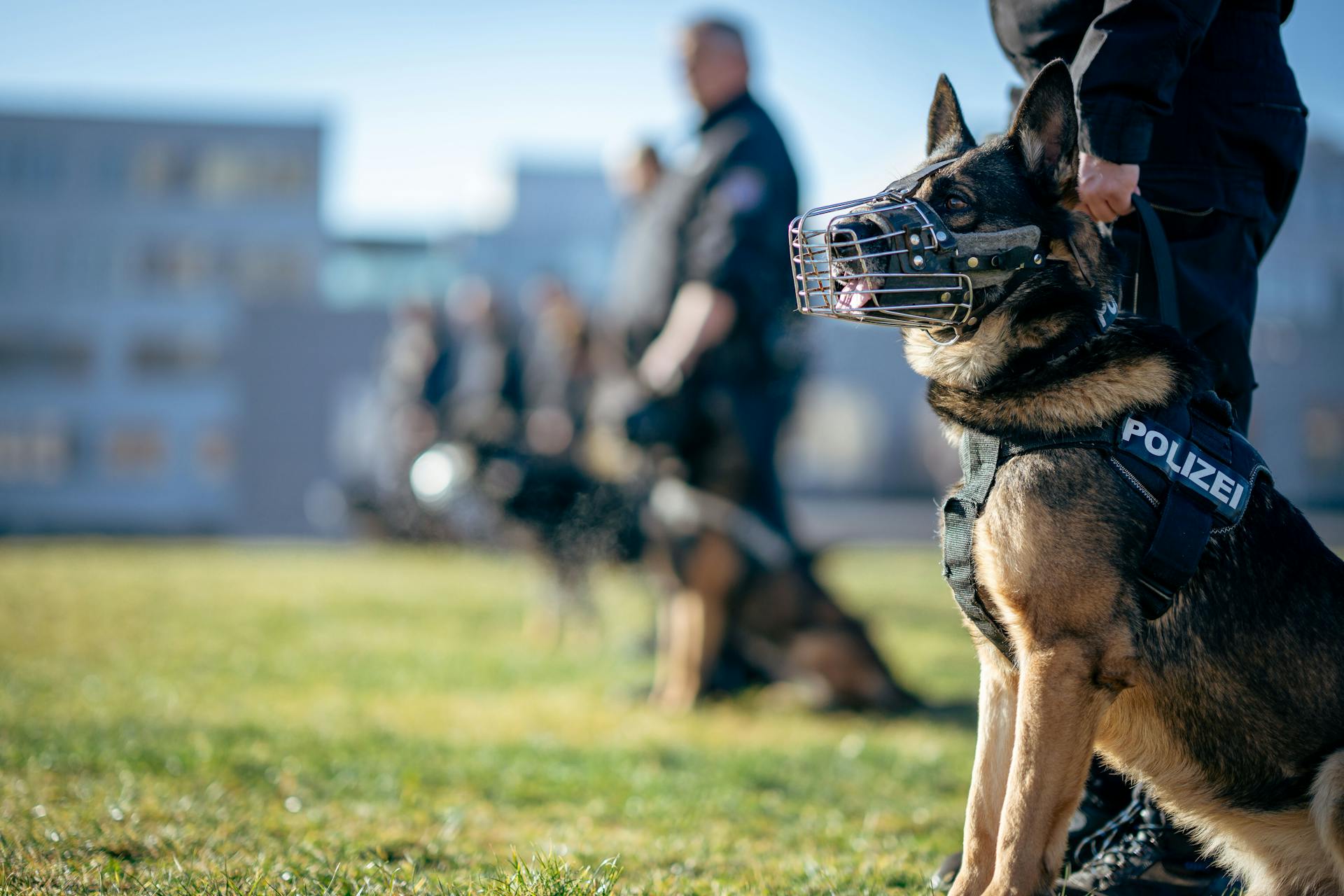 Poliser och schäferhundar under en träning utomhus.