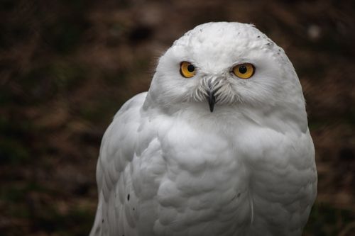 Free Detailed close-up of a snowy owl with striking yellow eyes, showcasing its feather texture. Stock Photo