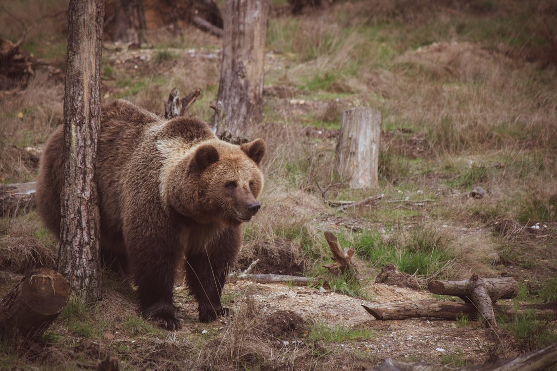 a bear walking in the forest