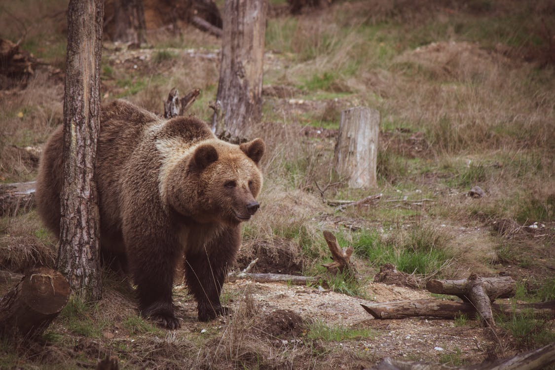 ▼烏茲別克一處動物園的飼養員在餵食棕熊後竟然未把門關起來。（示意圖／pexels）