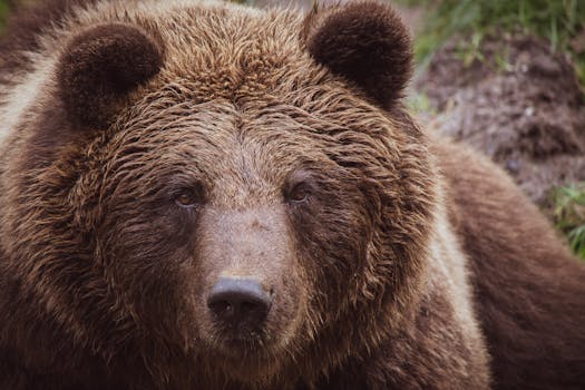 Close-up portrait of a majestic grizzly bear with detailed fur in its natural habitat.