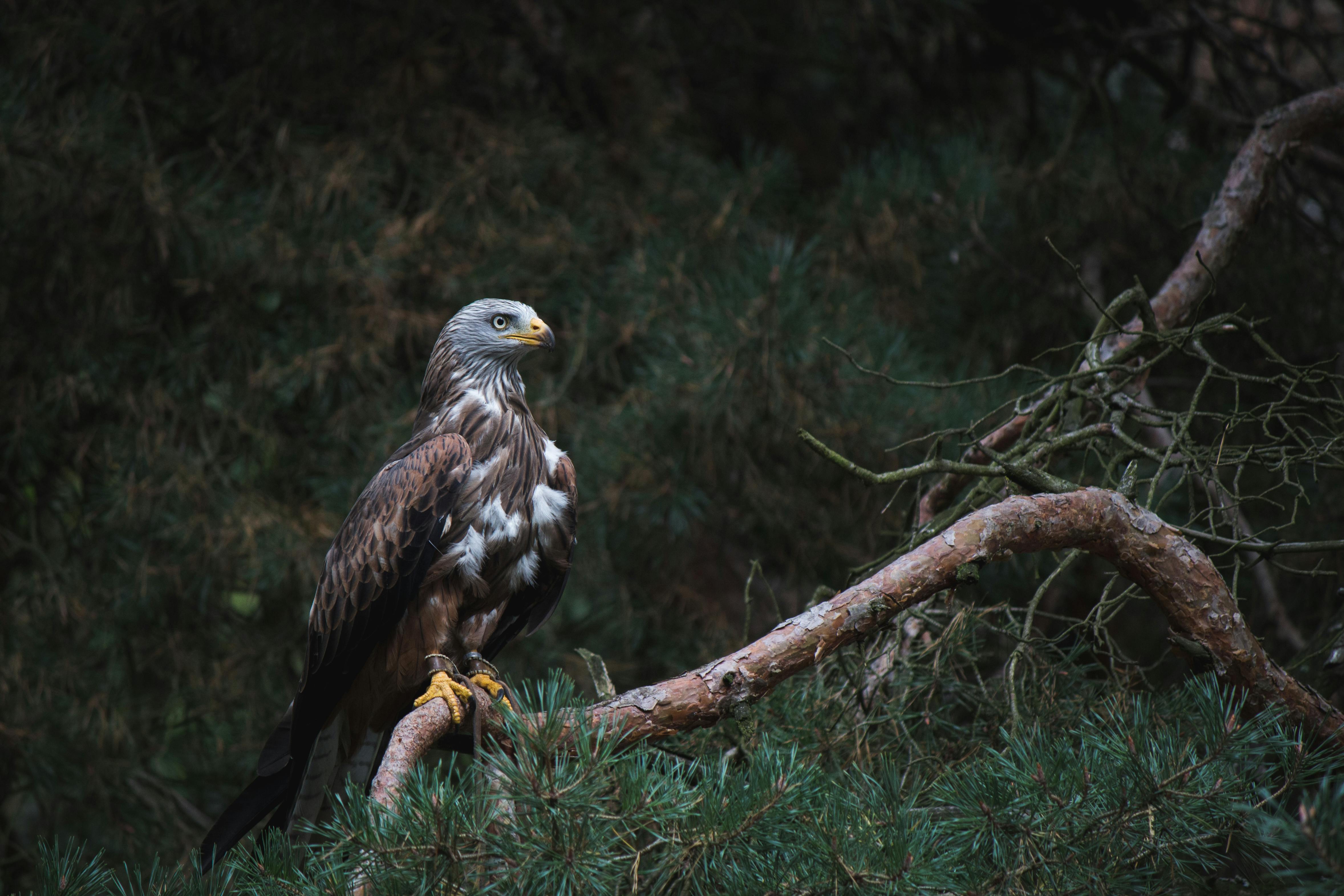 white and brown bald eagle on branch