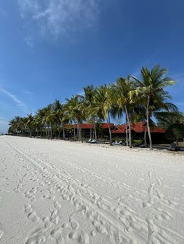 Scenic tropical beach lined with palm trees under a clear blue sky, ideal for vacations.