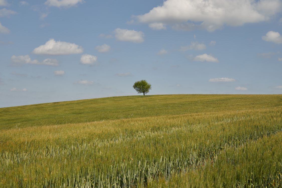 Lonely Tree on a Green Field Under Blue Sky · Free Stock Photo