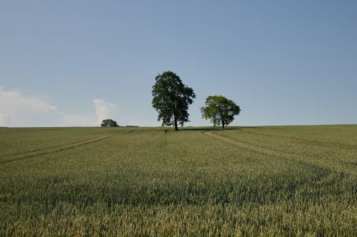 Free Tranquil landscape of a lush wheat field with two lone trees under a clear blue sky. Stock Photo