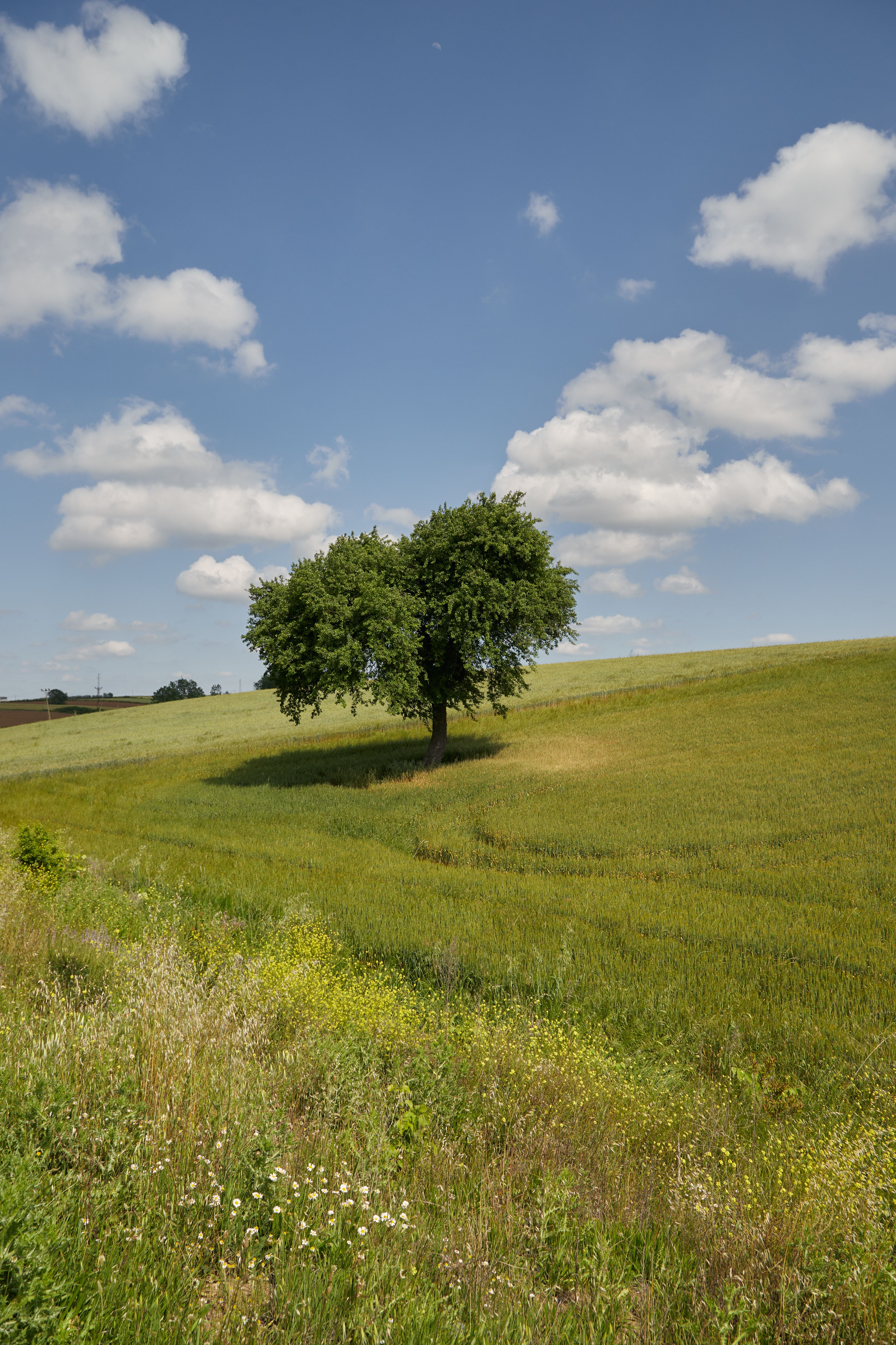 Árbol Solitario En Un Pintoresco Campo De Verano · Foto de stock gratuita