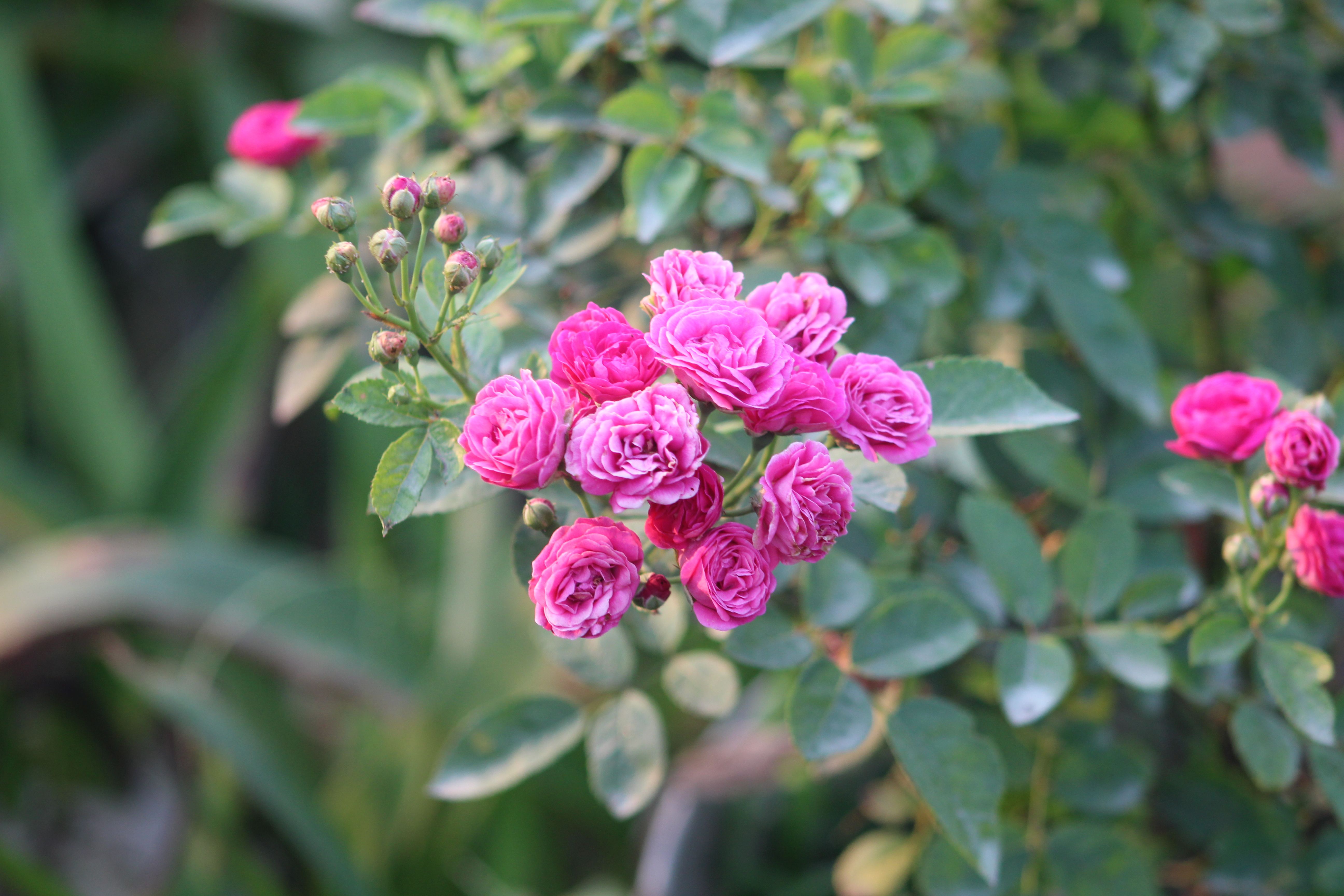Vibrant Pink Roses in a Lush Garden Setting · Free Stock Photo