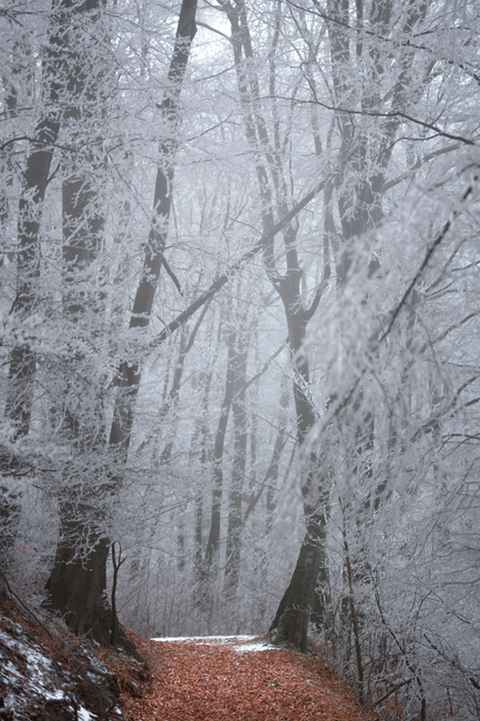 A tranquil forest path lined with frosty trees in a misty winter atmosphere.