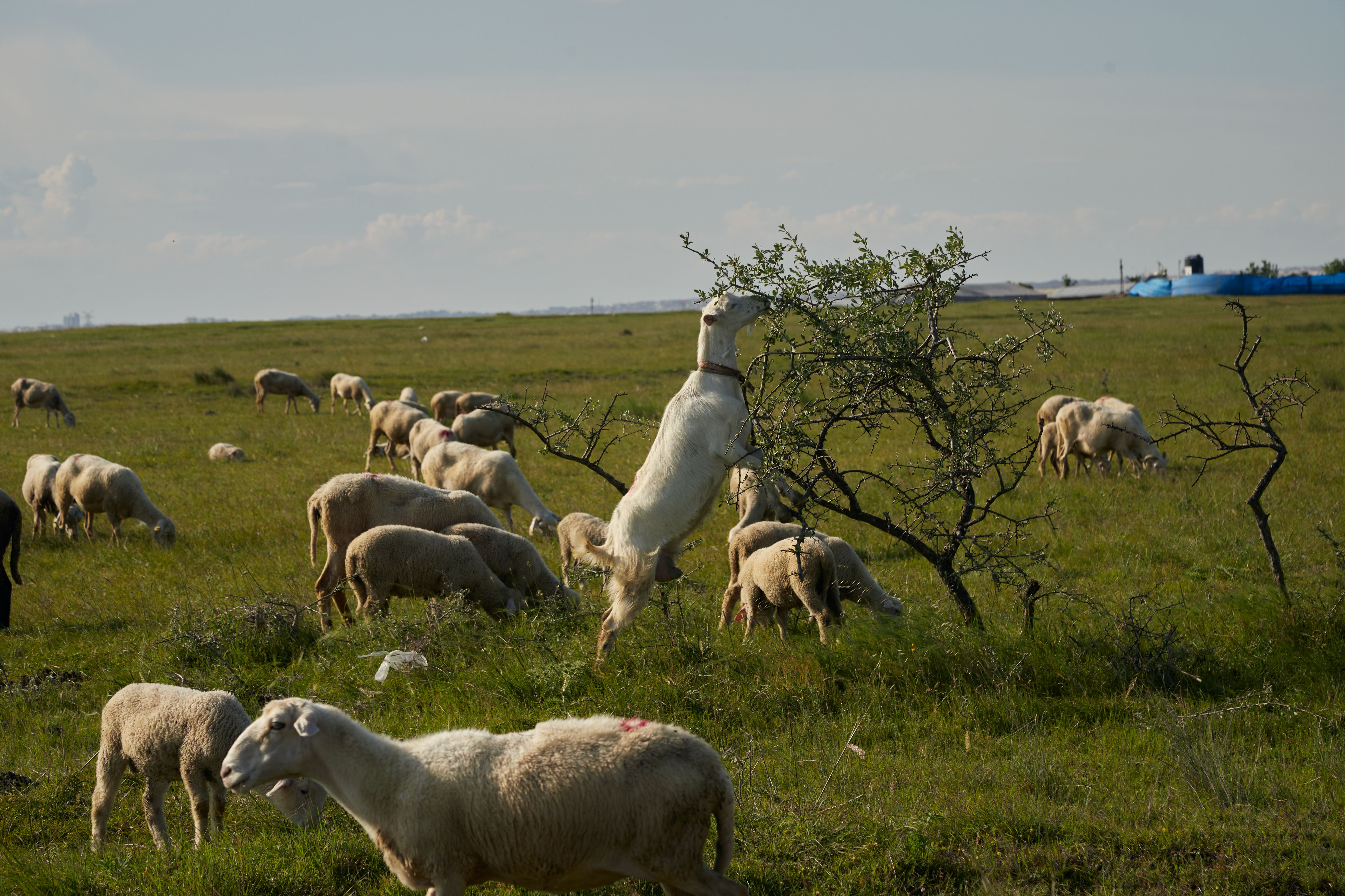 Sheep Grazing in Sunny Pasture Landscape · Free Stock Photo