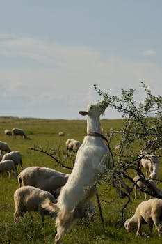 Image by Meriç Tuna