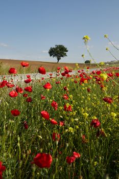 Beautiful summer field with vivid red poppies under a clear blue sky.