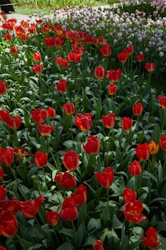Explore a lush and colorful red tulip garden in full bloom, depicting nature's vibrant beauty.