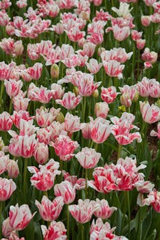 Stunning field of pink and white tulips in full bloom, perfect for floral enthusiasts.