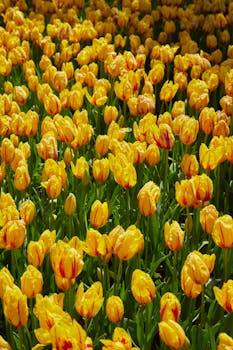 A vibrant field of yellow tulips in full bloom, showcasing nature's beauty.
