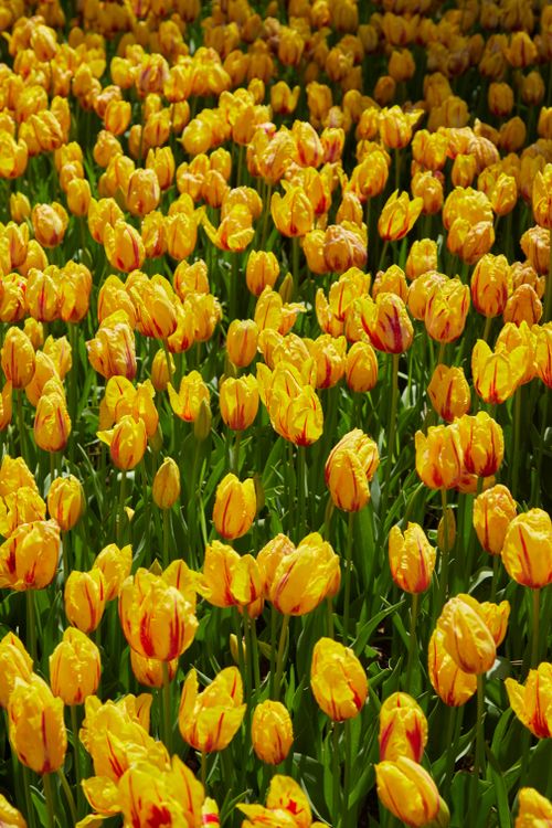 Free A vibrant field of yellow tulips in full bloom, showcasing nature's beauty. Stock Photo