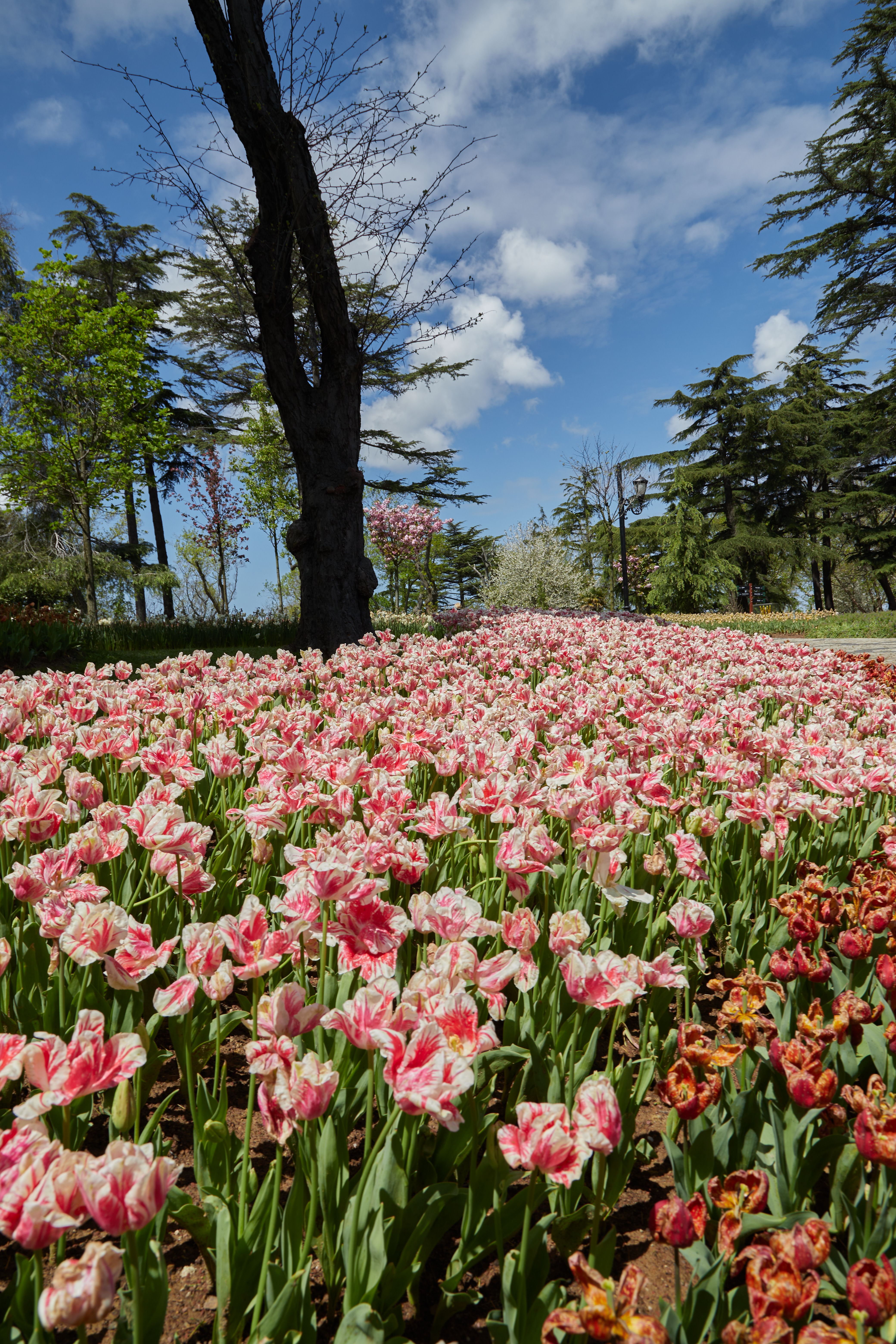 Vibrant Pink Tulip Garden in Bloom · Free Stock Photo