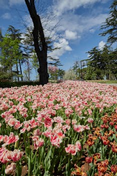 A lush garden of blooming pink tulips under a bright blue sky, perfect for spring.