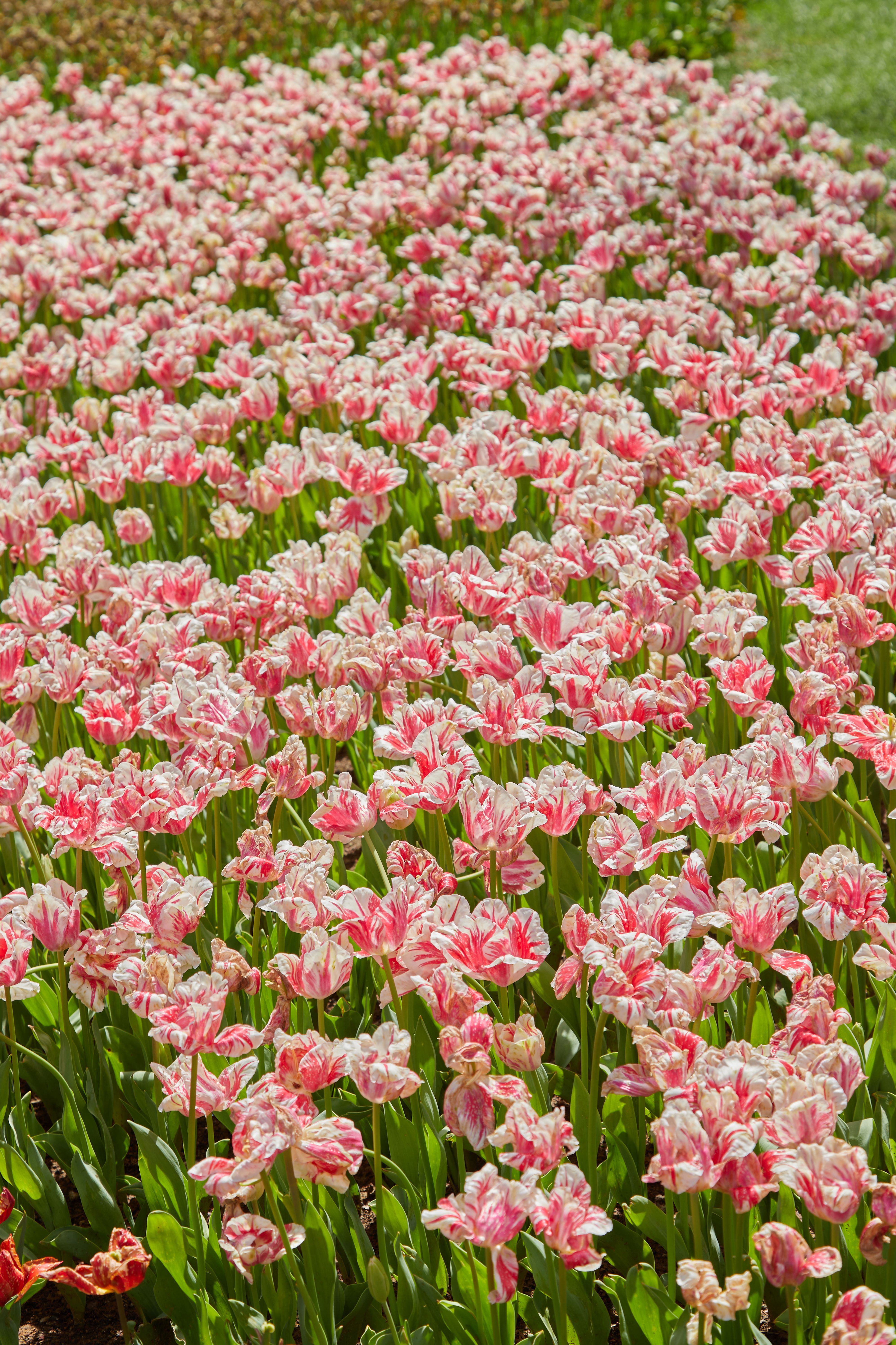 Vibrant Field of Pink Tulips in Bloom · Free Stock Photo