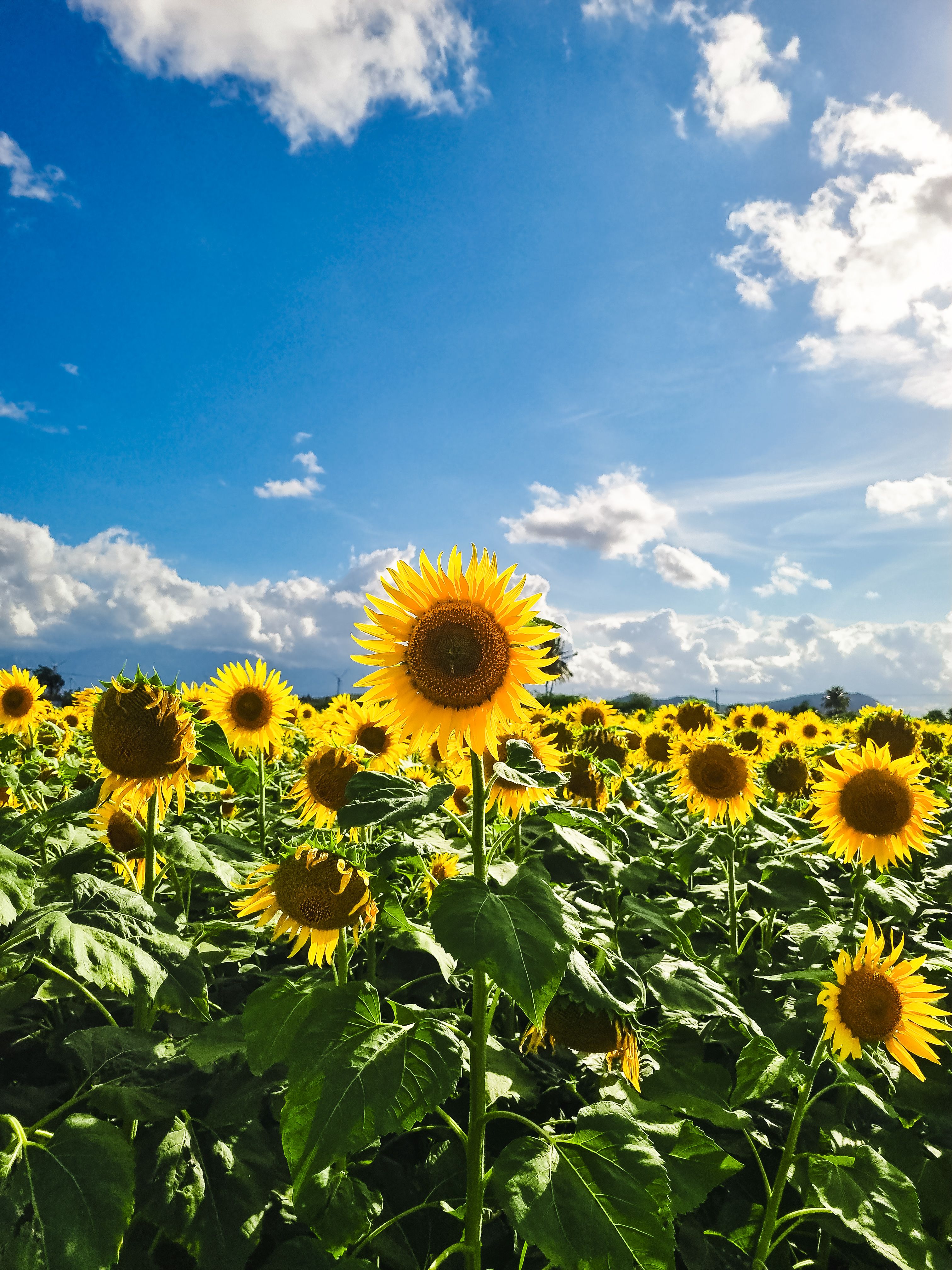 Vibrant Sunflower Field Under a Bright Blue Sky · Free Stock Photo