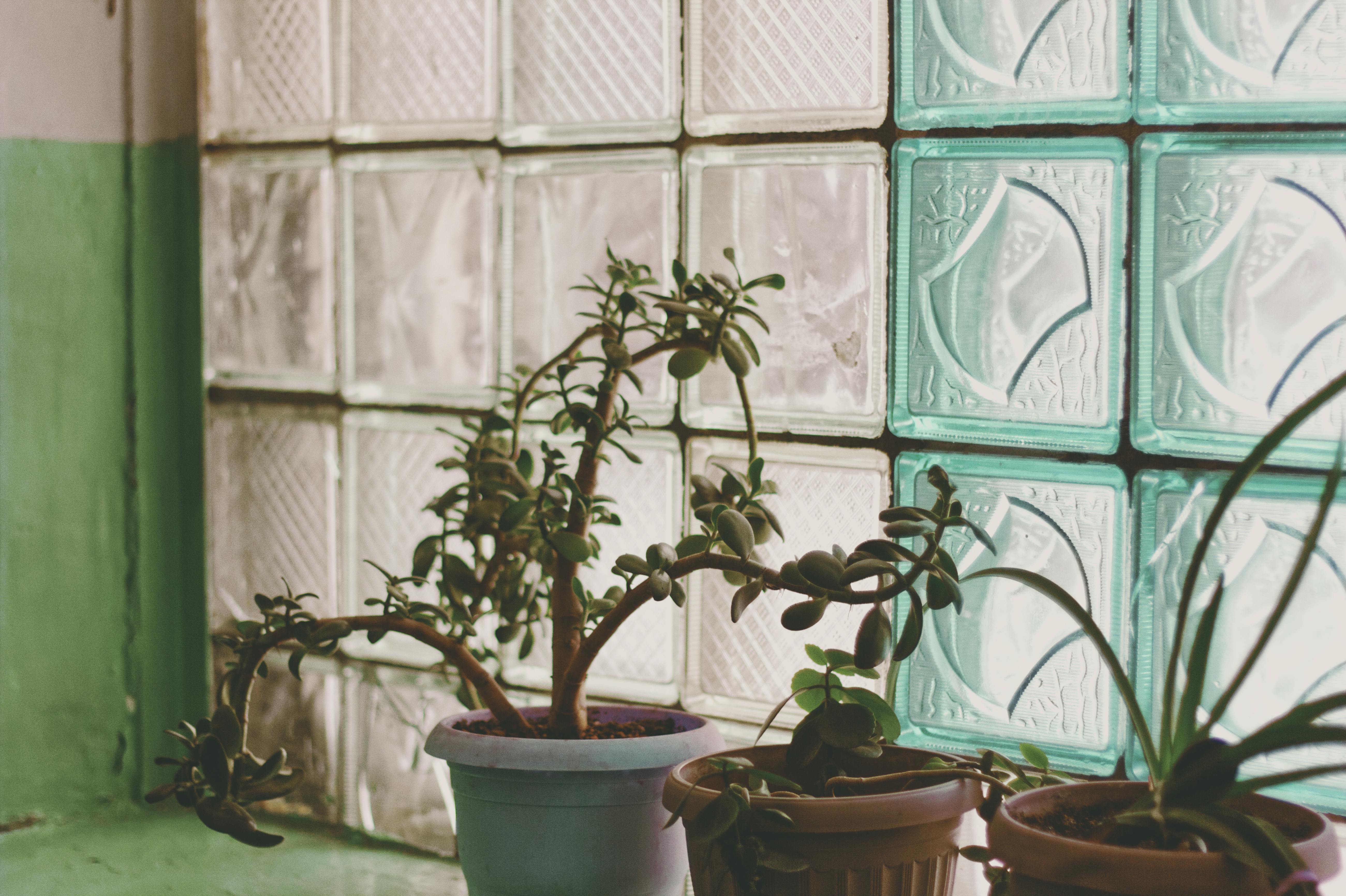 https://www.pexels.com/photo/indoor-potted-plants-by-textured-glass-block-wall-30488838/