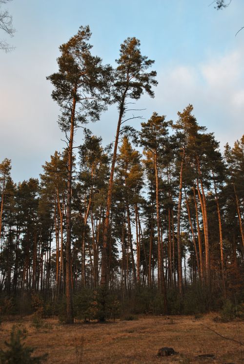 Free A tranquil view of tall pine trees in a forest with a clear blue sky, capturing the essence of nature. Stock Photo