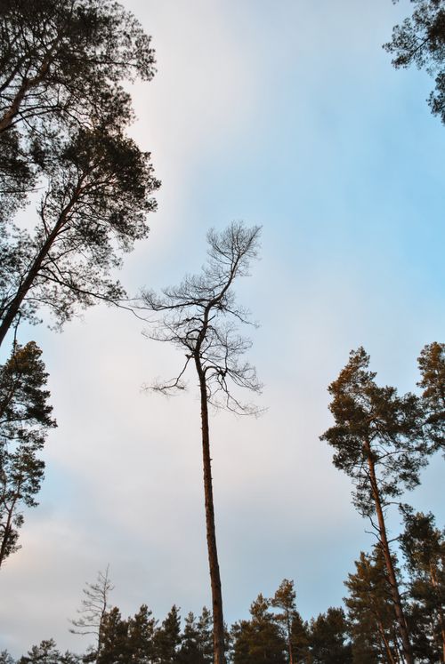 Free Tall pine trees reaching towards a clear blue sky in a serene forest setting. Stock Photo