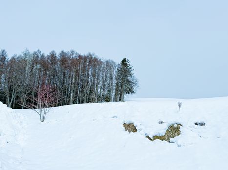 A serene winter landscape featuring bare trees on a snowy hillside.