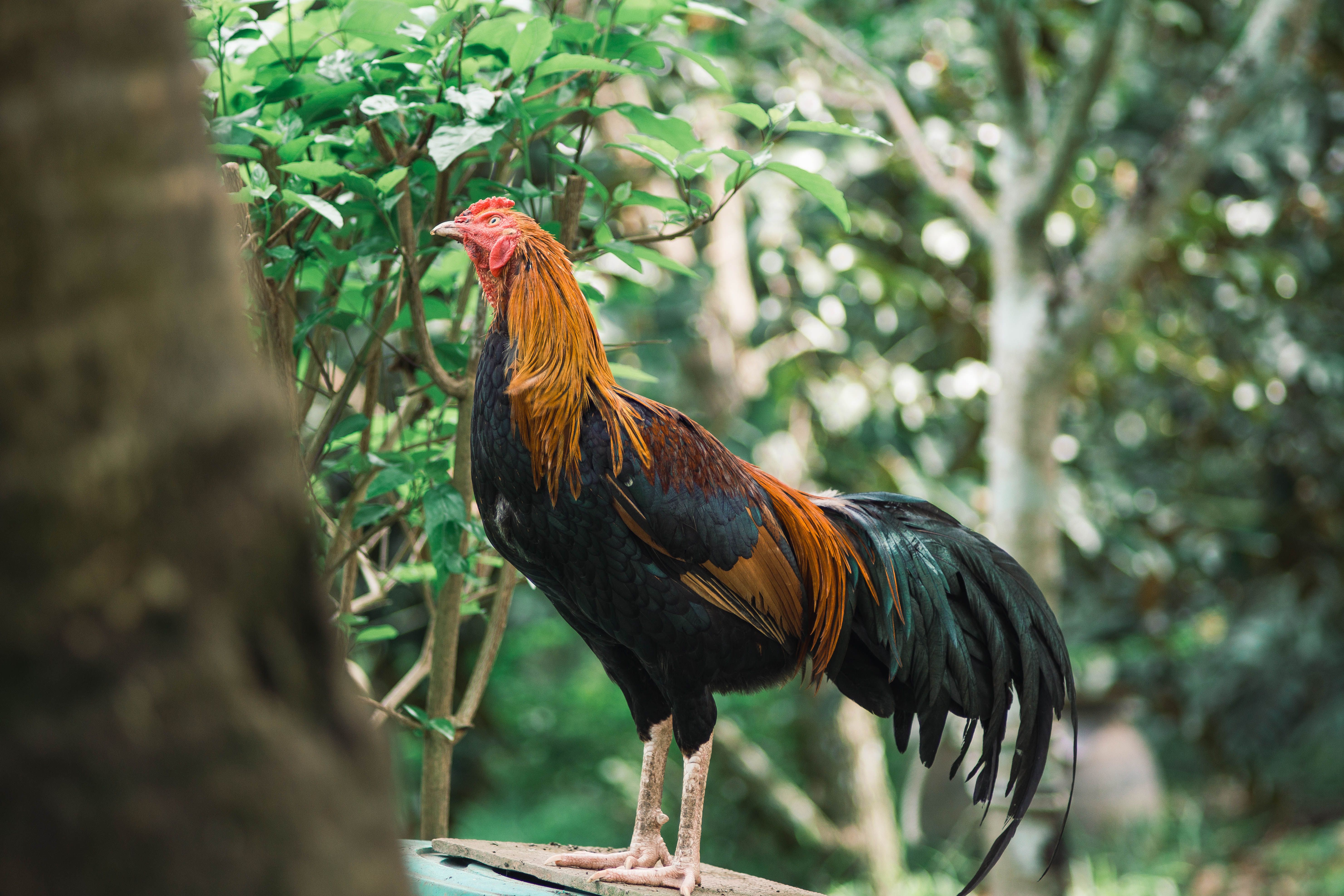 ไก่ชนพักฟื้นคุ้ยวัสดุธรรมชาติในคอกกักกัน มีฉากกั้นและผู้ดูแลยืนห่างอย่างสงบ