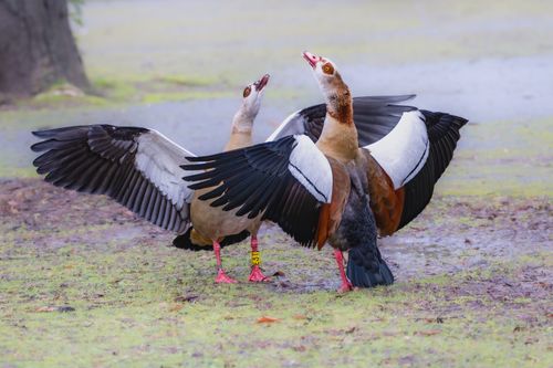 Free Pair of Egyptian geese spreading wings in vibrant springtime meadow. Stock Photo