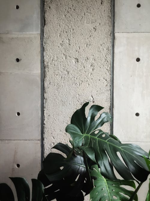 Free stock photo of big leaf, brick, brick wall