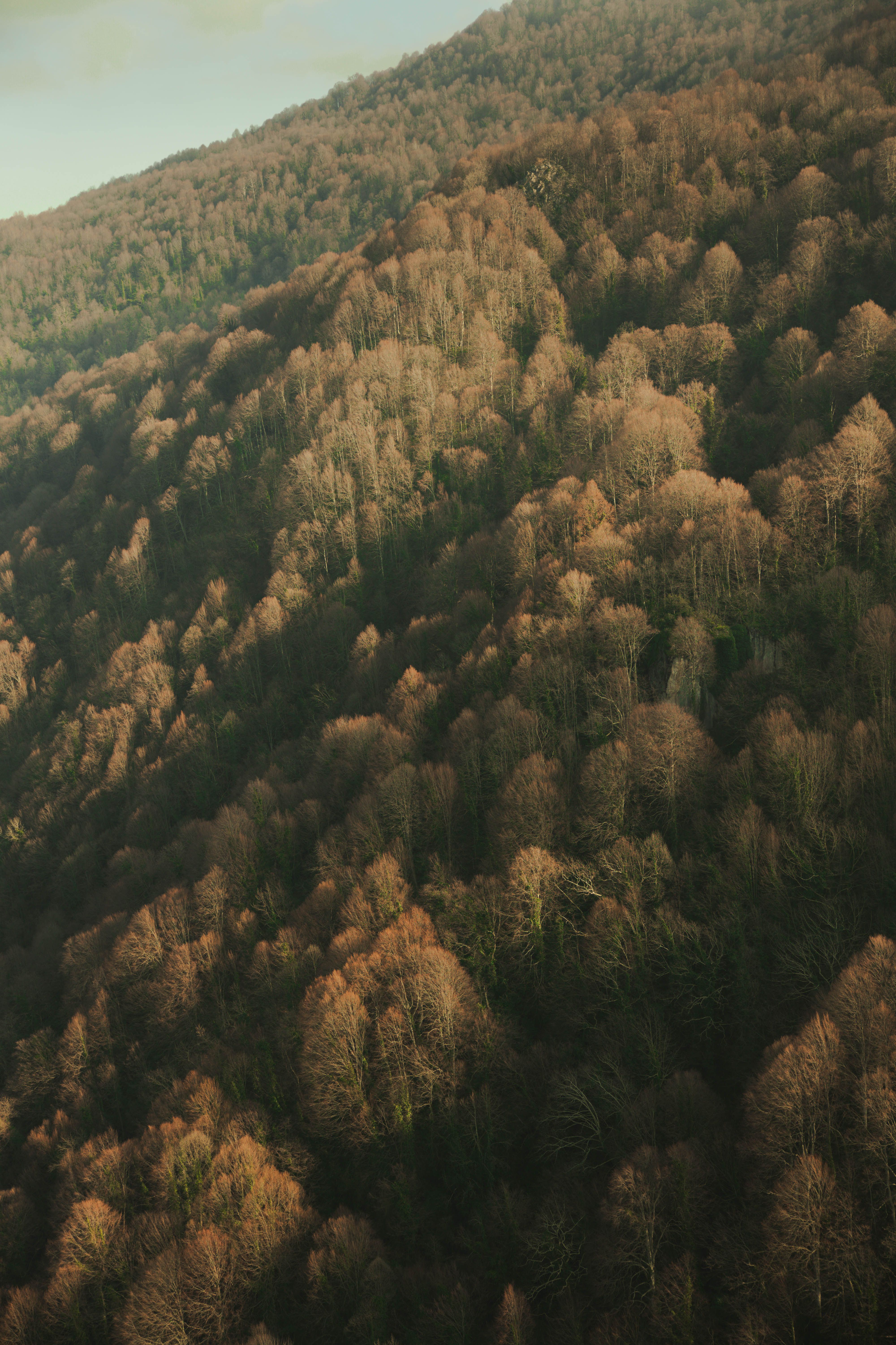 Fotomural Impresionante vista aérea de exuberantes colinas boscosas en Sapanca, Turquía durante el otoño.