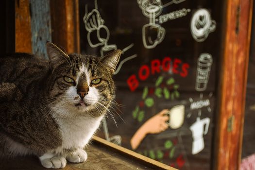 The Real Story Behind the Viral ‘Coffee Cat’ TikTok Trend (It’s Not What You Think)