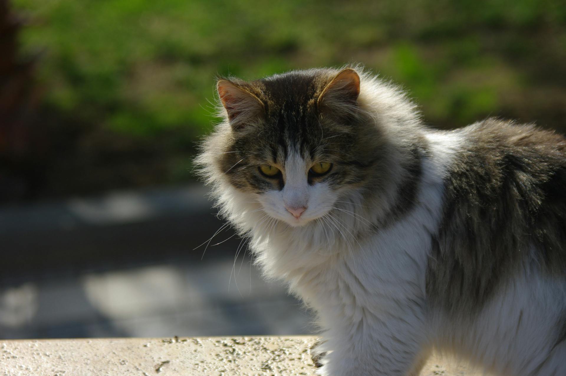 A fluffy cat with a bushy tail sits outside in the sunlight, casting a shadow on the ground.