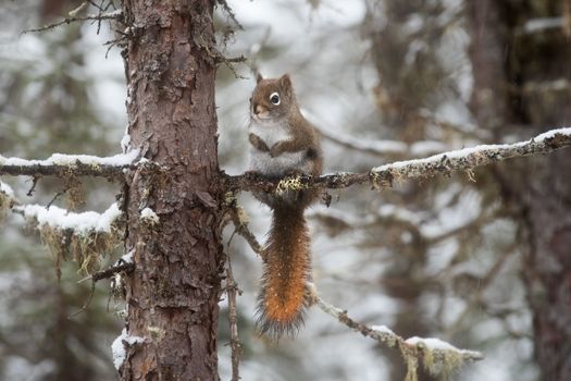 A red squirrel perched on a snow-covered branch in Algonquin Park during winter.