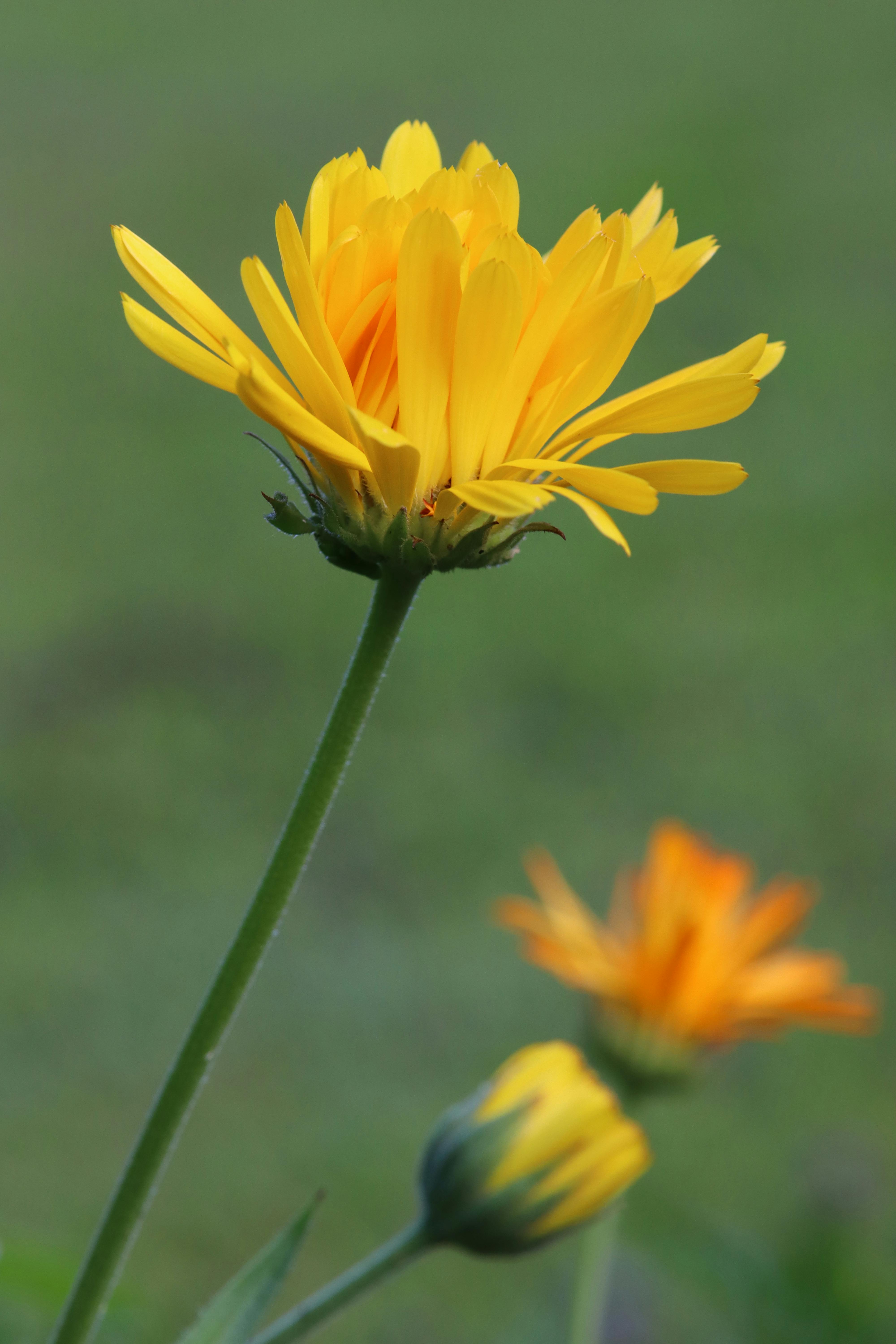 Free Close-up of vibrant yellow marigolds blooming against a blurred green background. Stock Photo