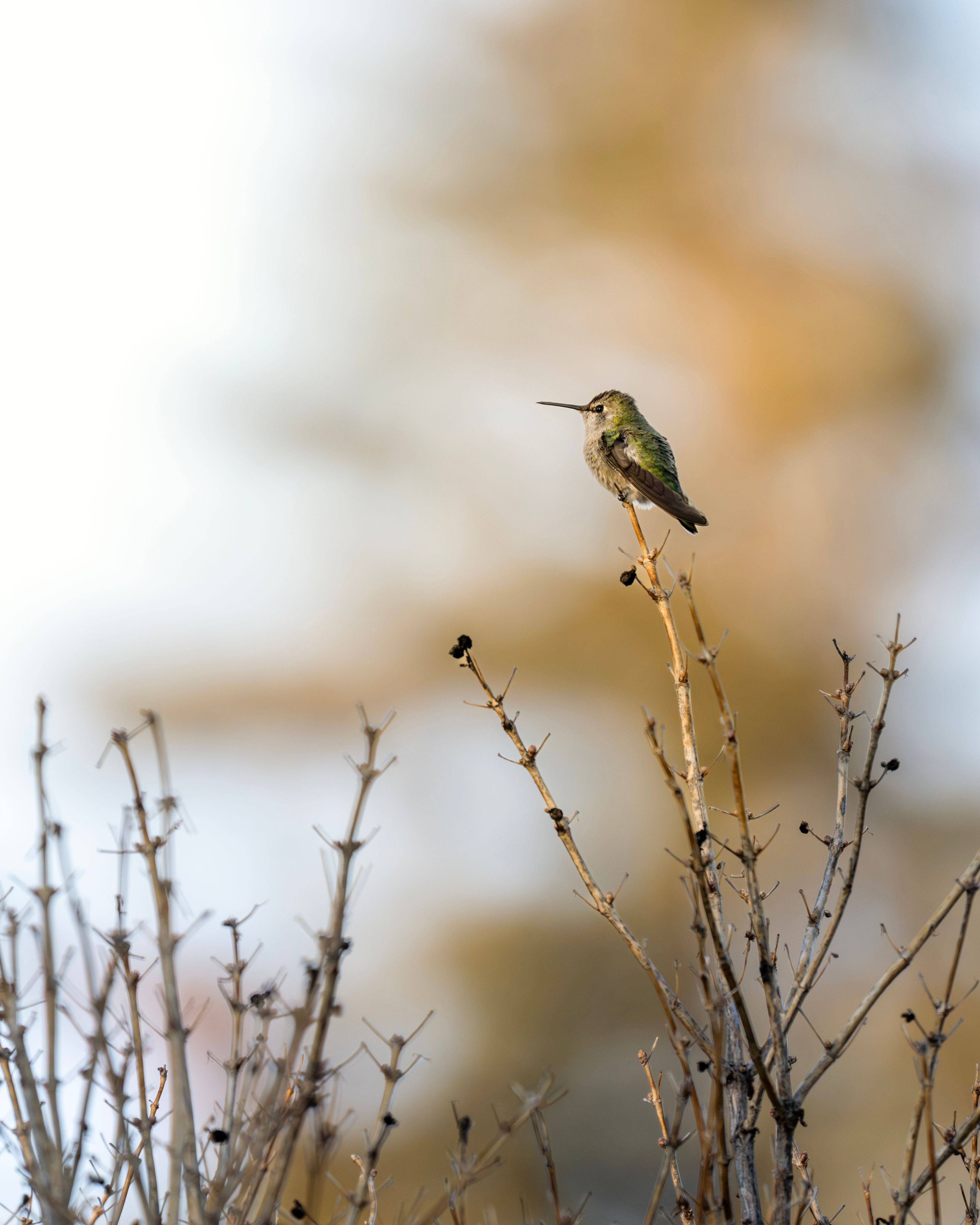 Anna's hummingbird rests on a bare branch in Wenatchee, WA, during winter.