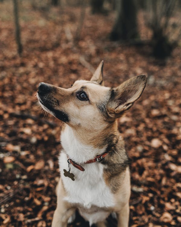 Gratis Abrigo Corto Perro Beige Y Blanco Foto de stock