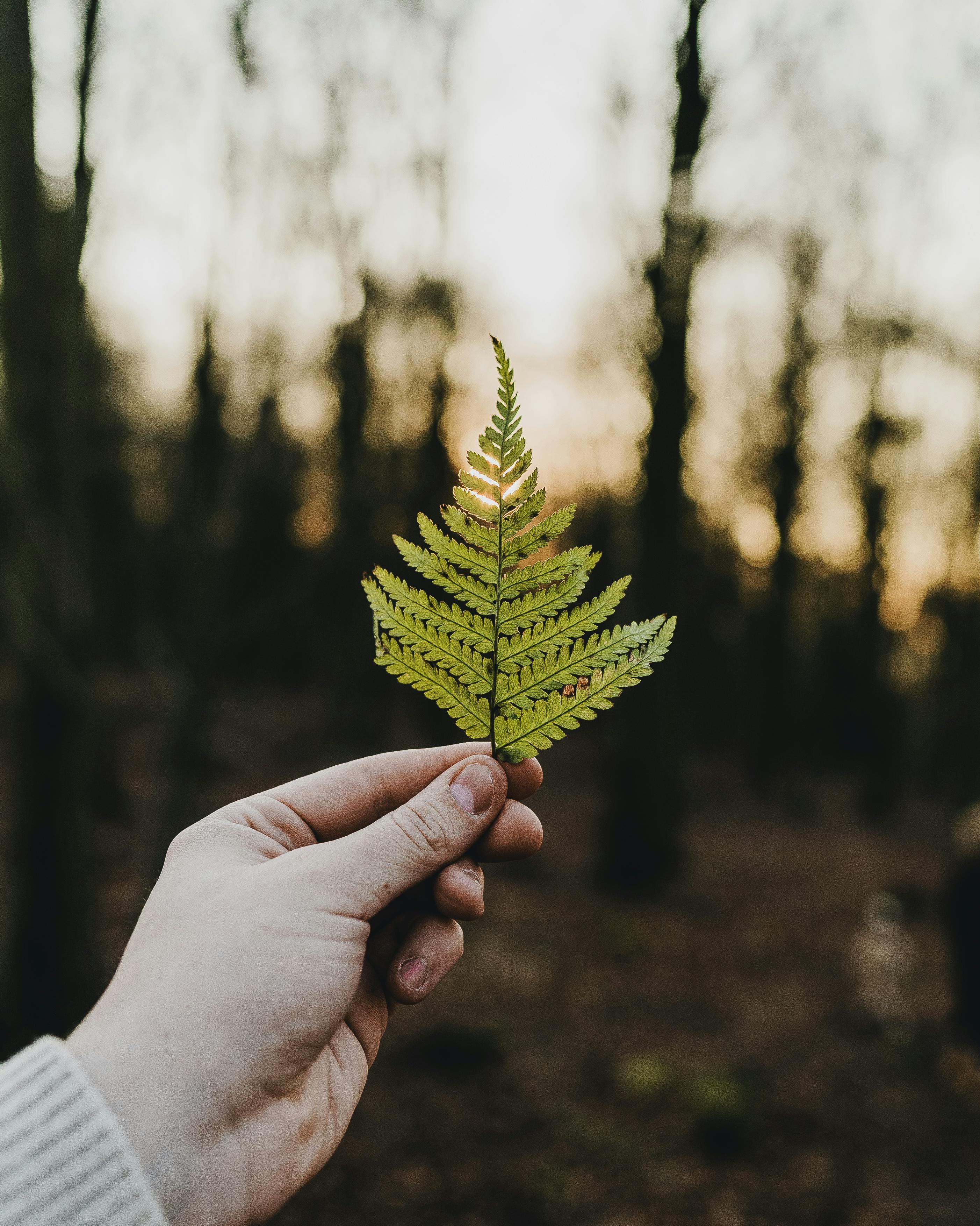 A hand holds a single green fern leaf in a forest setting, beautifully capturing nature's texture and pattern.