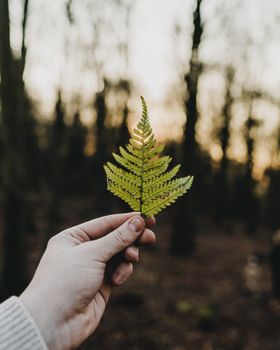 A hand holds a single green fern leaf in a forest setting, beautifully capturing nature's texture and pattern.
