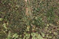Aerial Photography Of Green Trees