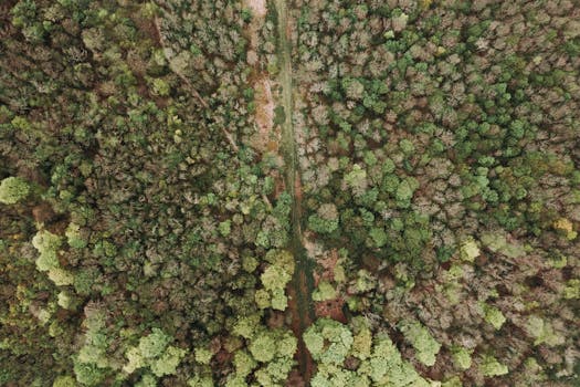 Explore the beauty of nature with this aerial view of a lush forest canopy, perfect for your creative projects.