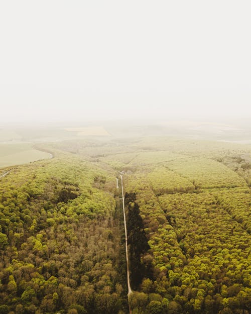 Безкоштовне стокове фото на тему «Аерофотозйомка, дерева, імла»