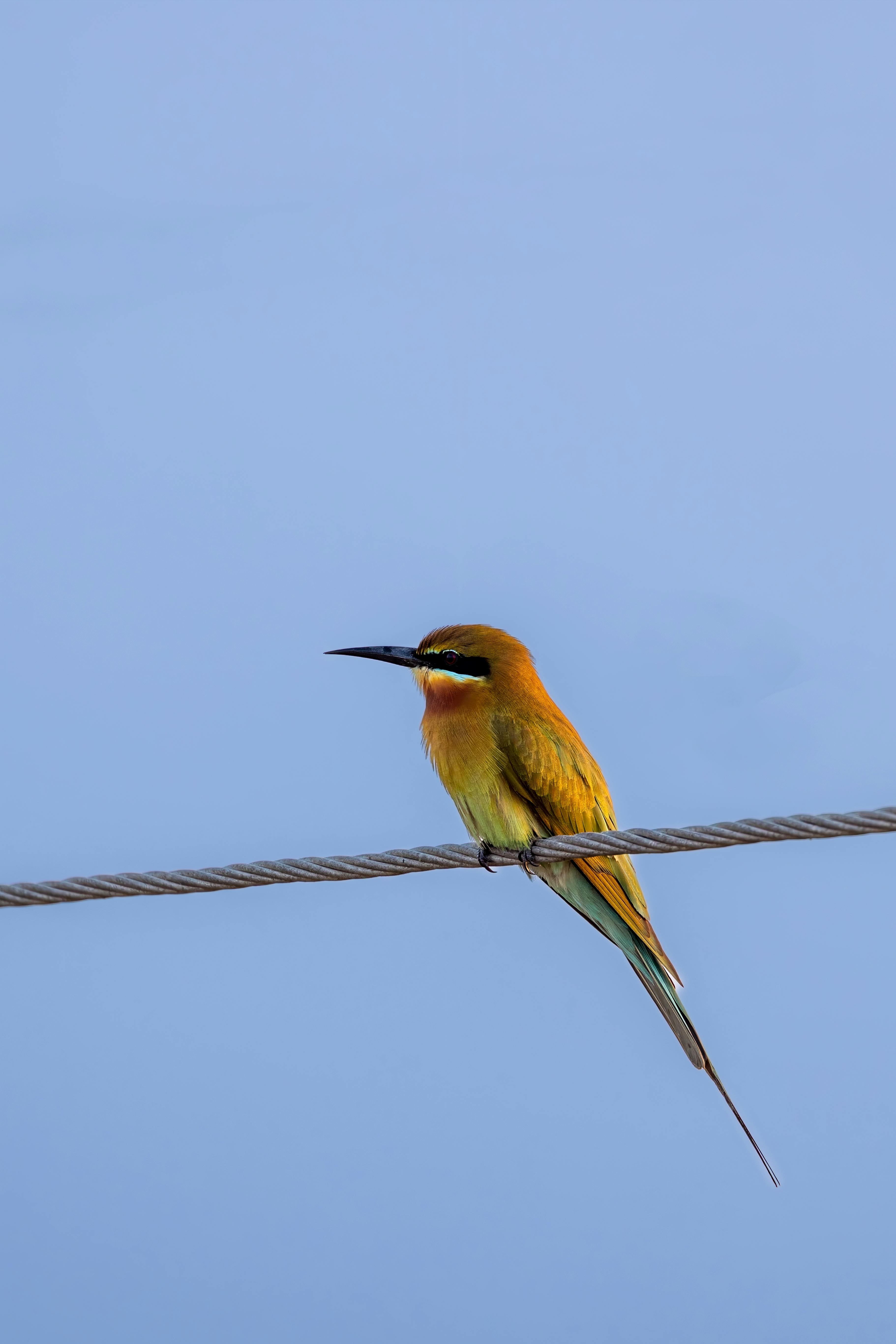 A Blue-tailed Bee-eater (Merops philippinus) perched on a wire, captured in Andhra Pradesh, India.